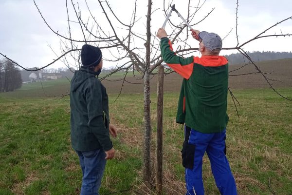 Erich Englmaier und Josef Ammer schneiden sämtliche Bäume auf der Magersdorfer Streuobstwiese zu.